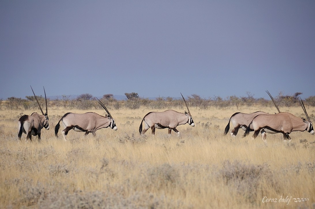 Namibia z Elą i Marcinem
