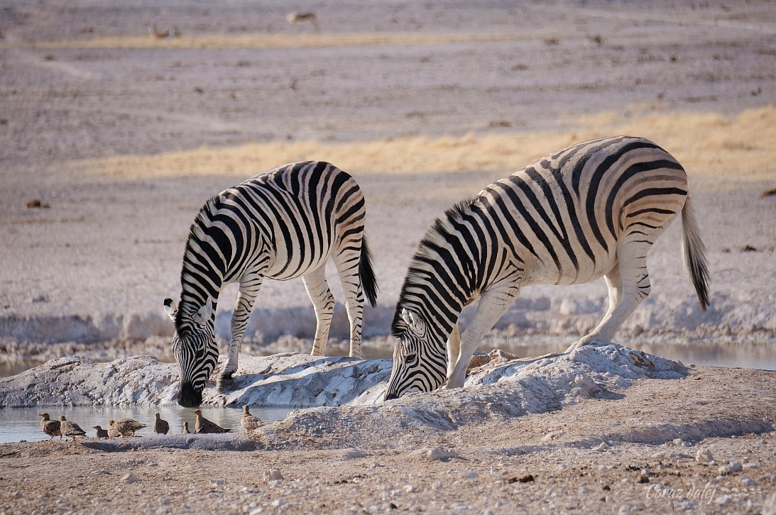 Namibia z Elą i Marcinem