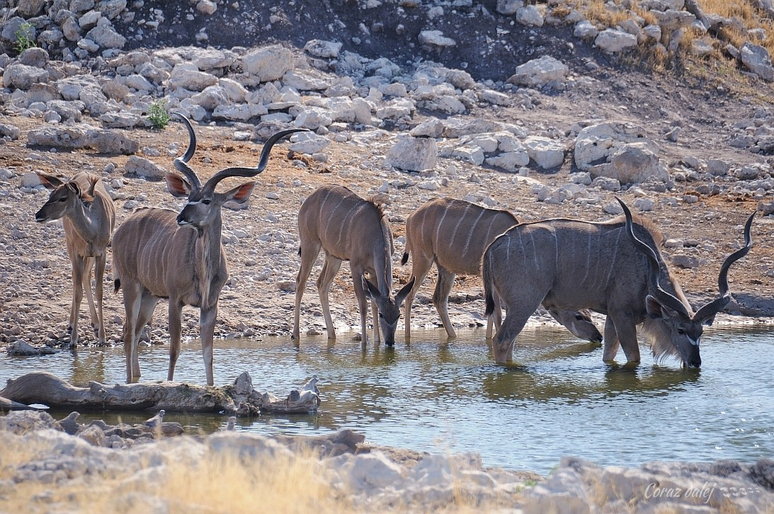 Namibia z Elą i Marcinem