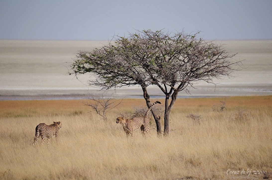 Namibia z Elą i Marcinem