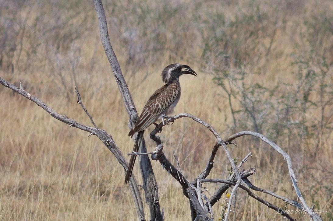 Namibia z Elą i Marcinem
