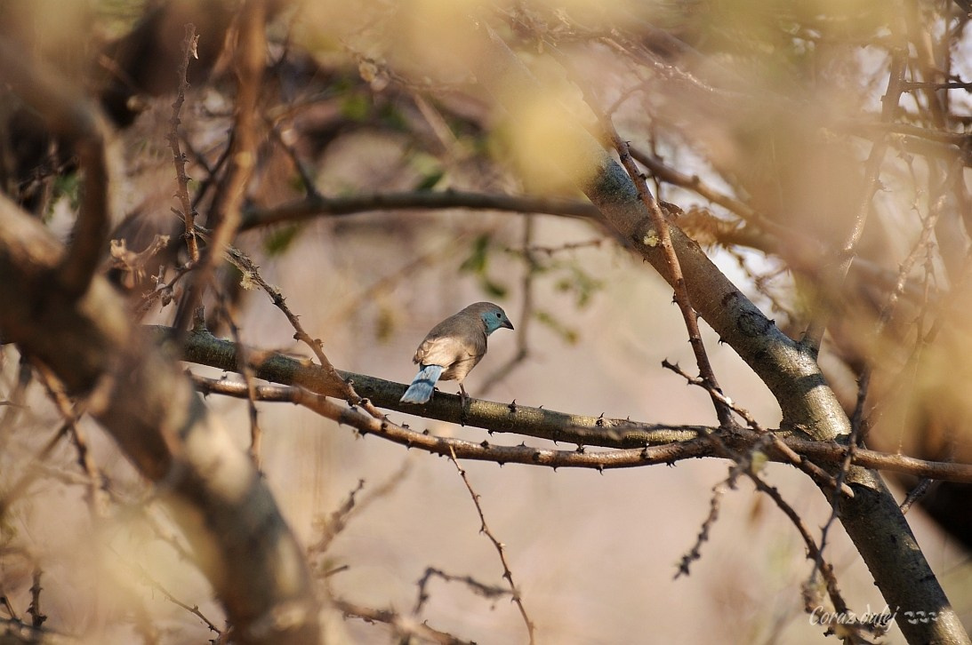 Namibia z Elą i Marcinem