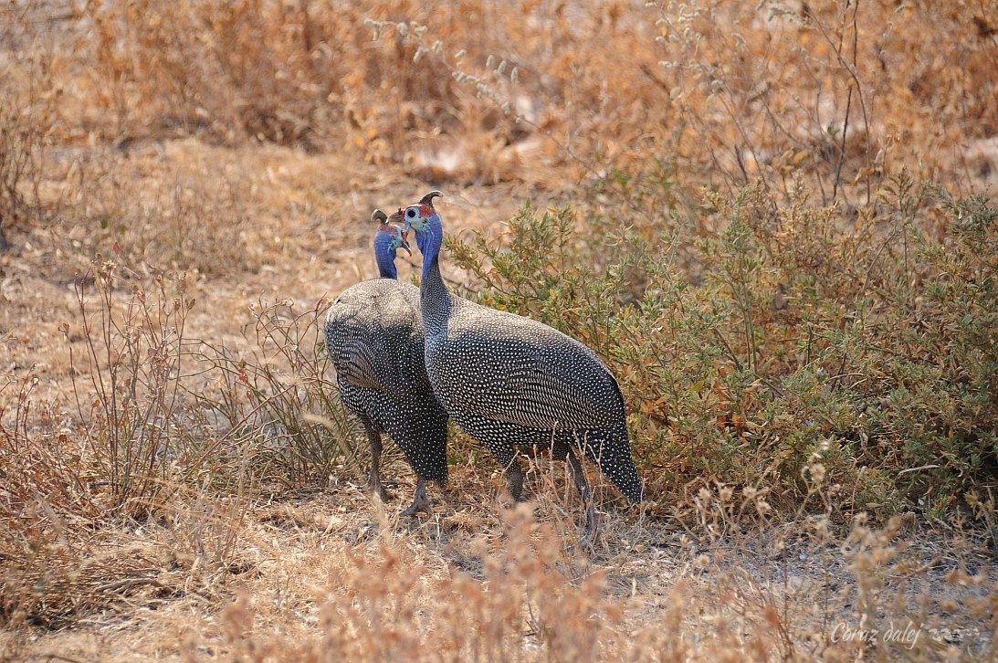 Namibia z Elą i Marcinem