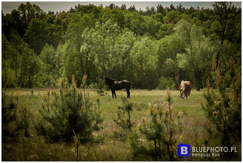Mazovia Outback 3