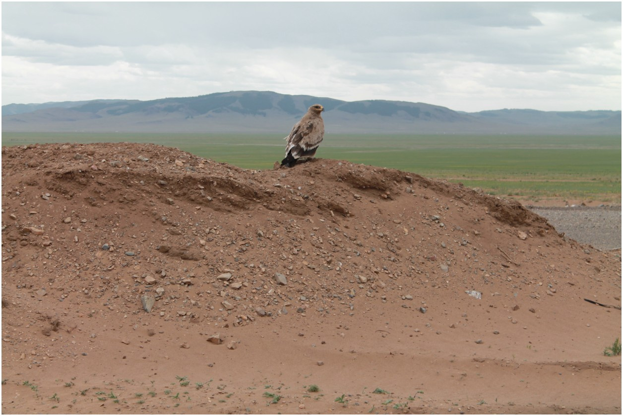 Hiluxem z kapsułą mieszkalną do Mongolii