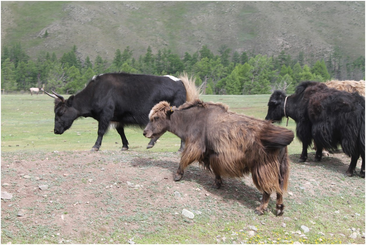 Hiluxem z kapsułą mieszkalną do Mongolii
