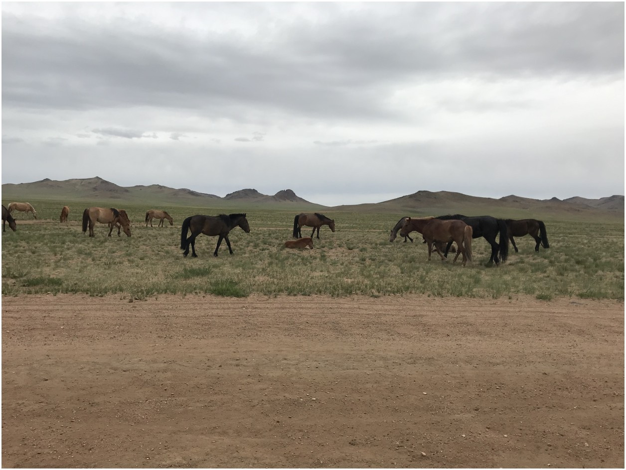 Hiluxem z kapsułą mieszkalną do Mongolii