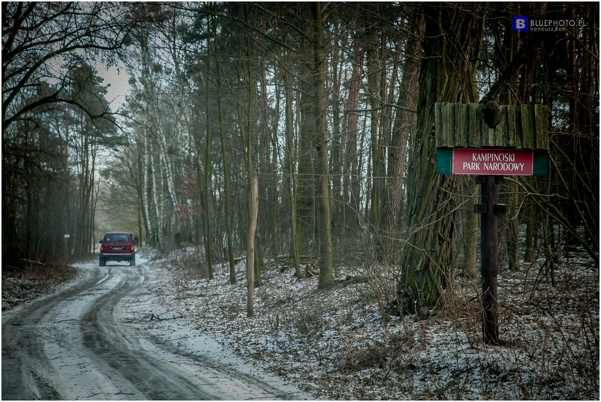 Zimowy Kampinos