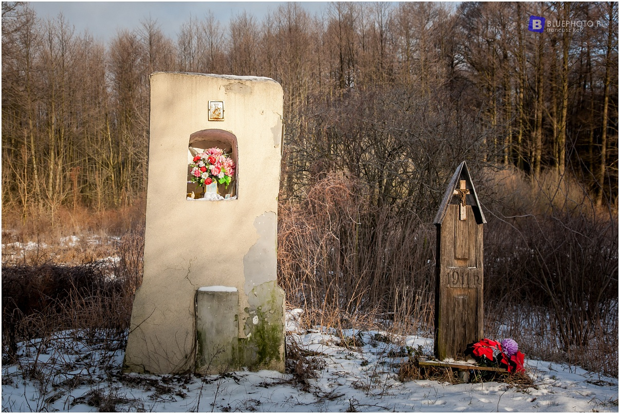 Zimowy Kampinos