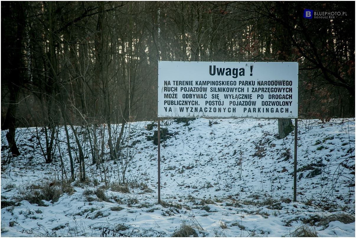 Zimowy Kampinos