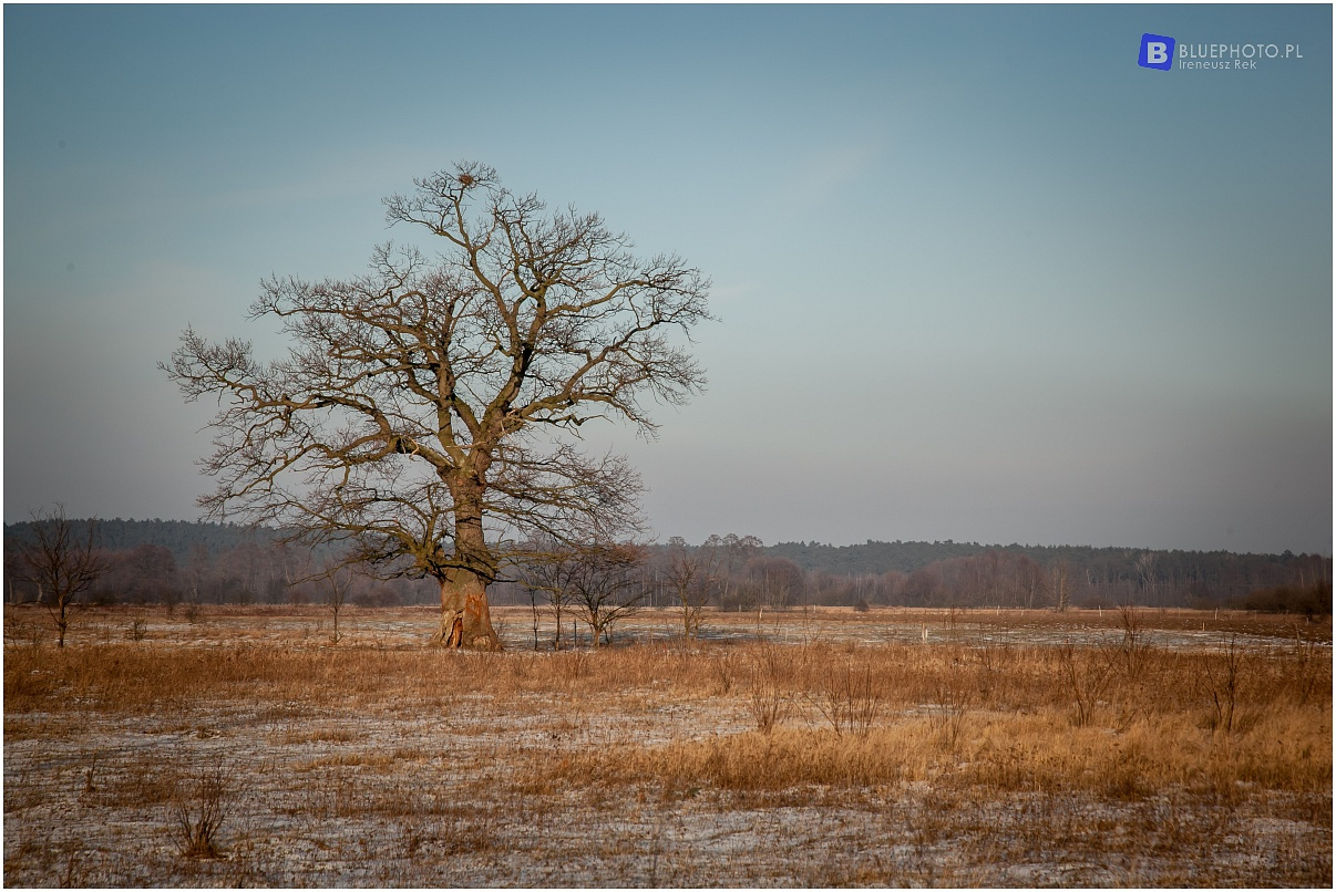 Zimowy Kampinos