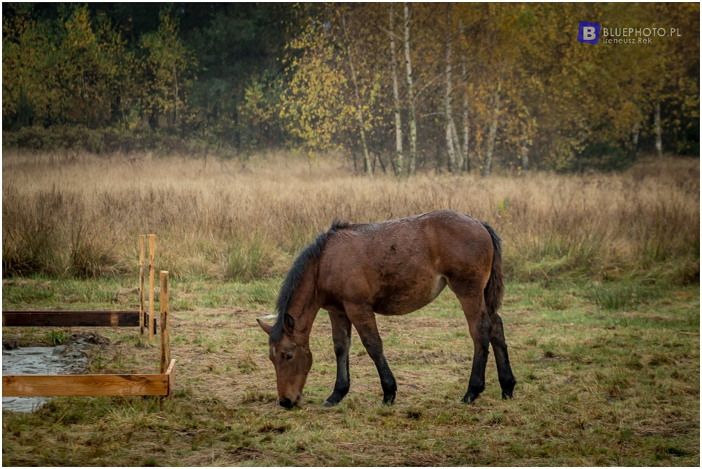 Mazovia Outback 5