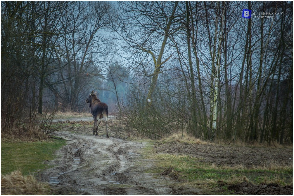 Nite Riders - przygotowania