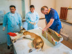 Hilux Veterinary Expeditions 