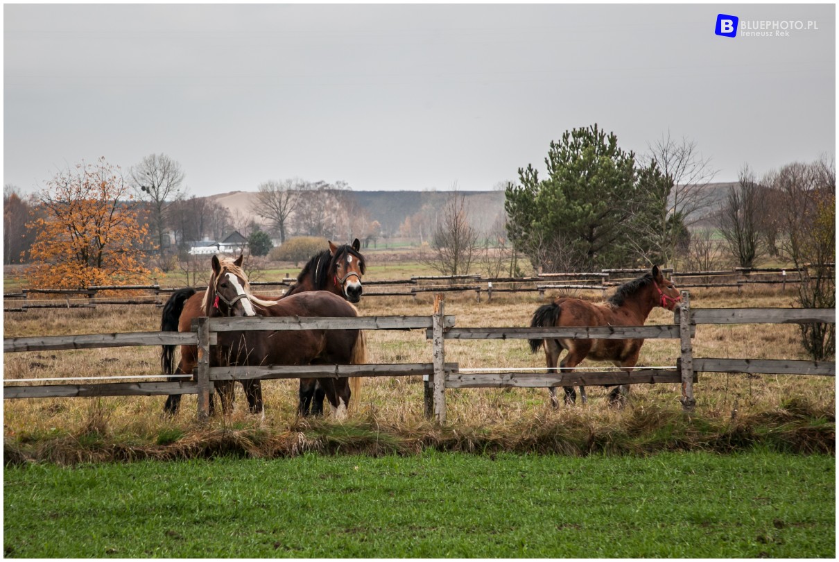 podlasie 2019 IMG 0783