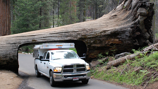 measure four wheel tree