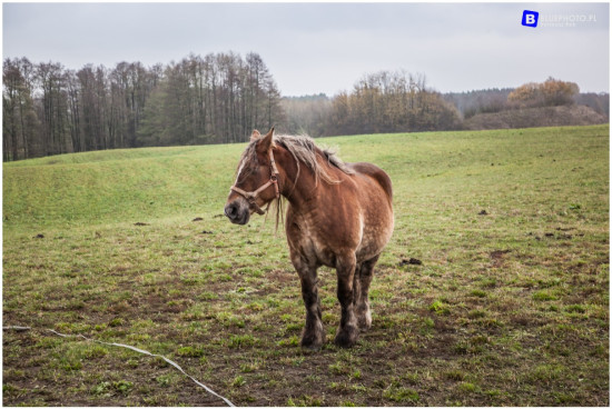 podlasie_2019__IMG_0341