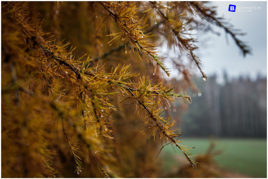 podlasie_2019__IMG_0727