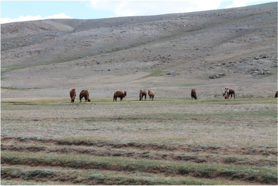 hilux_mongolia___IMG_4452