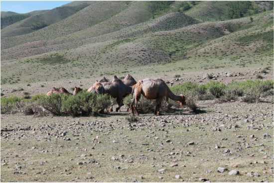 hilux_mongolia___IMG_4474