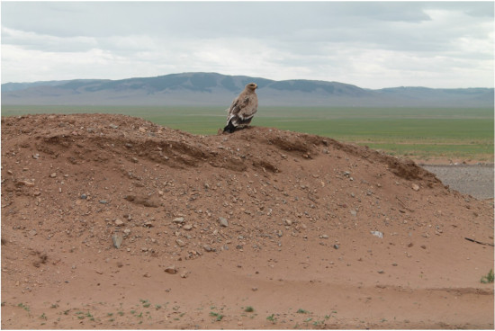 hilux_mongolia___IMG_4478