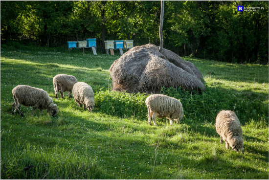 2018.05_SERBIA__IMG_7693