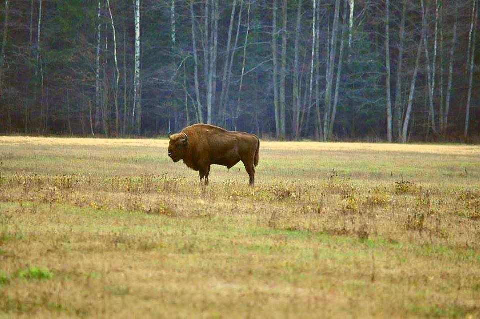 zubr bialowieza